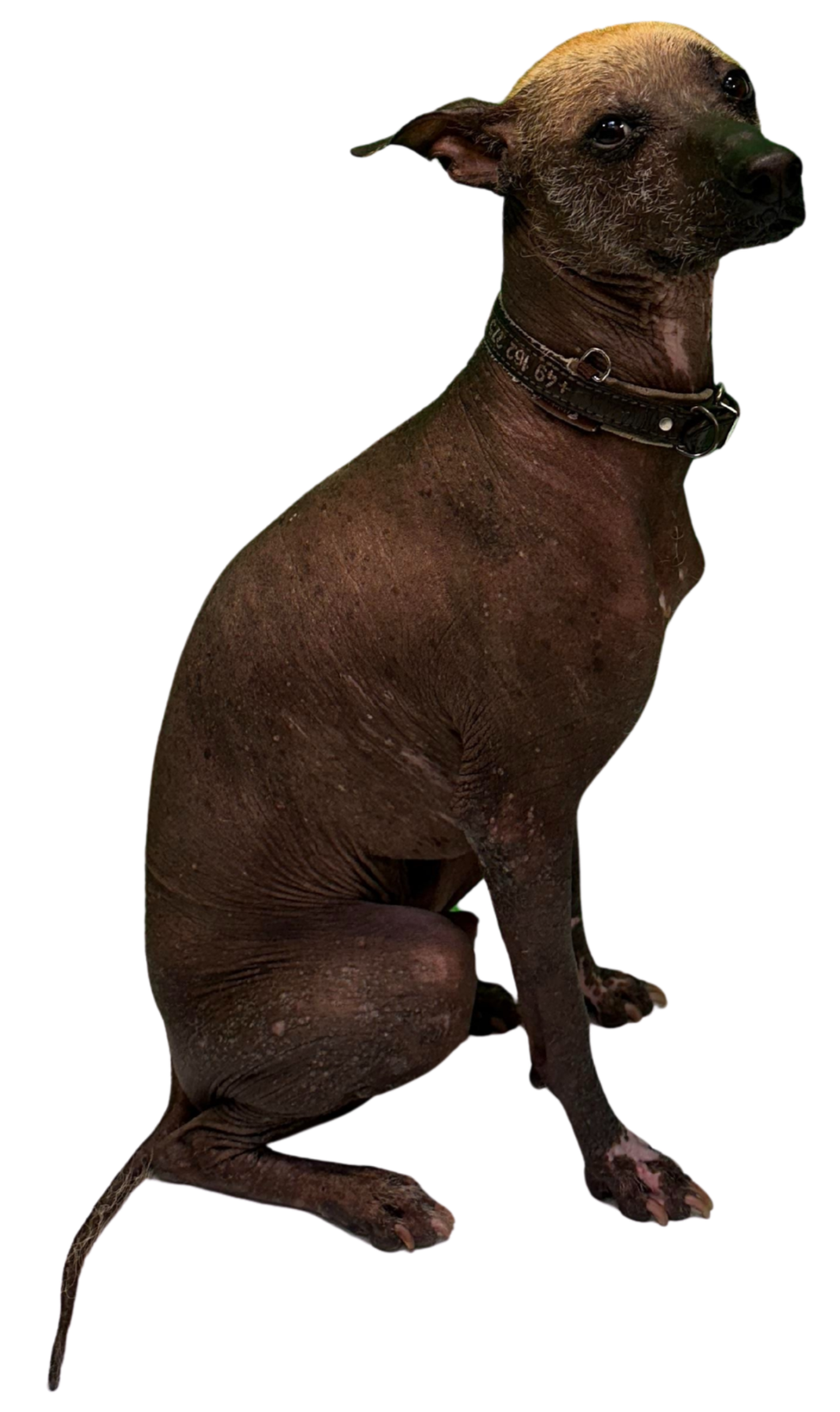 Bahlam, Senior Dog und Firmenhund der büKOM Systemhaus GmbH